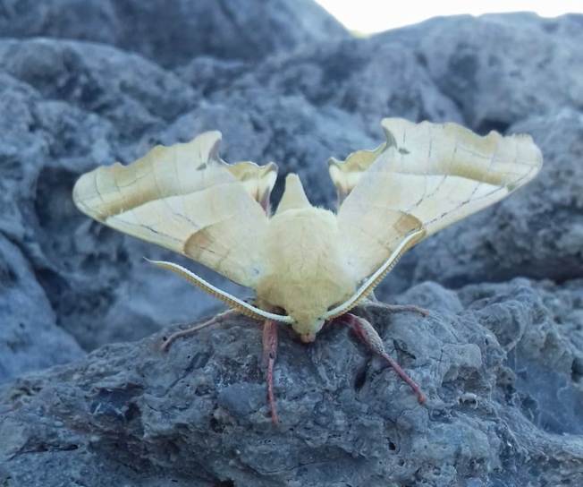 Marumba quercus (Sphingidae)